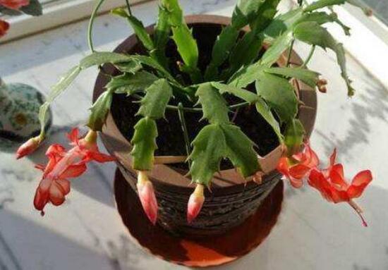 蟹爪蘭春天會(huì)開(kāi)花嗎，蟹爪蘭春天怎么養(yǎng)