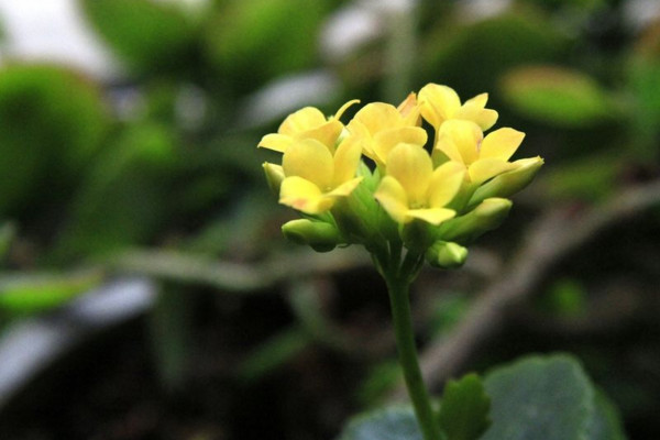 長壽花怎么養(yǎng)護(hù)