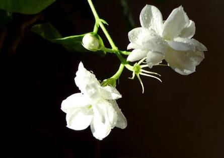 茉莉的養(yǎng)殖方法和注意事項(xiàng)，過多的澆水會(huì)導(dǎo)致茉莉死亡