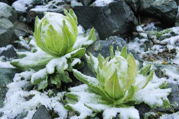 雪蓮花花語(yǔ)