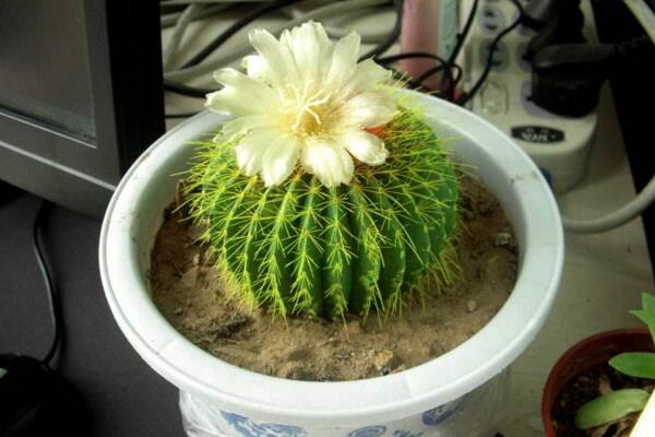 仙人球開花后怎么處理，保證光照充足并減少澆水