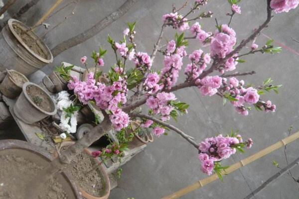 桃花適合家養(yǎng)嗎，放在家中裝飾效果極佳