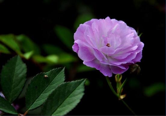 紫色薔薇花圖片，紫色薔薇花代表禁錮的愛情