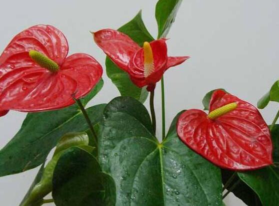 紅掌的養(yǎng)殖方法和注意事項，老農(nóng)總結(jié)八大基本方法
