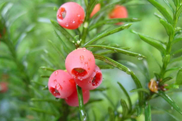 紅豆杉怎么養(yǎng)