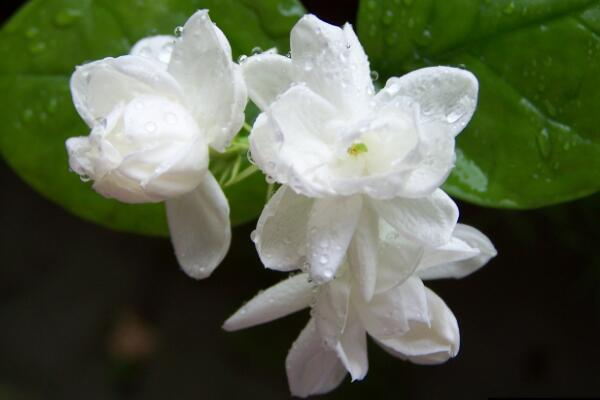 茉莉花夏天怎么養(yǎng)，控制施肥澆水得當(dāng)才能養(yǎng)得好