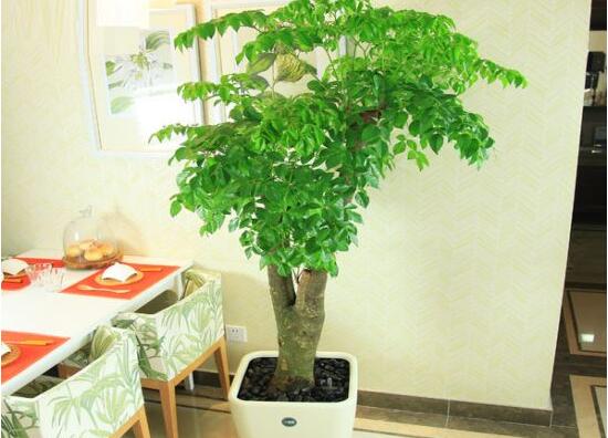 幸福樹的功效與作用，可凈化空氣、化煞生旺