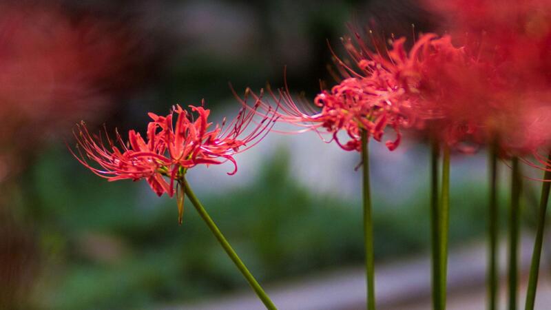 彼岸花的花語(yǔ)