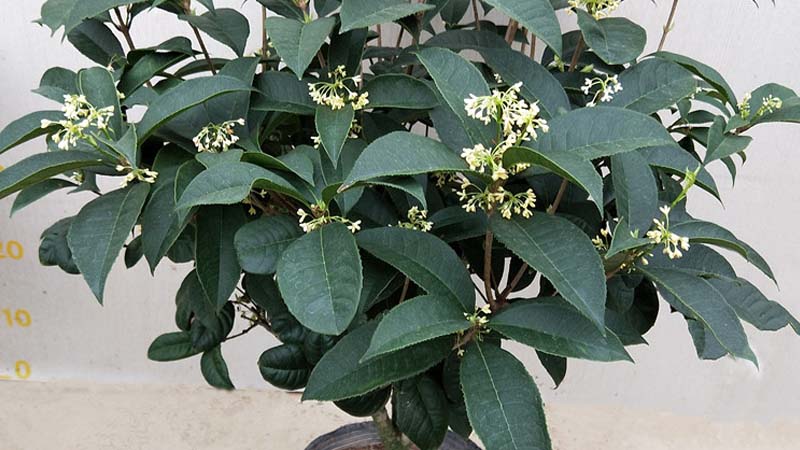 盆栽桂花的養(yǎng)殖方法和注意事項(xiàng)