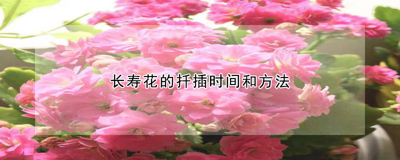 長壽花的扦插時(shí)間和方法