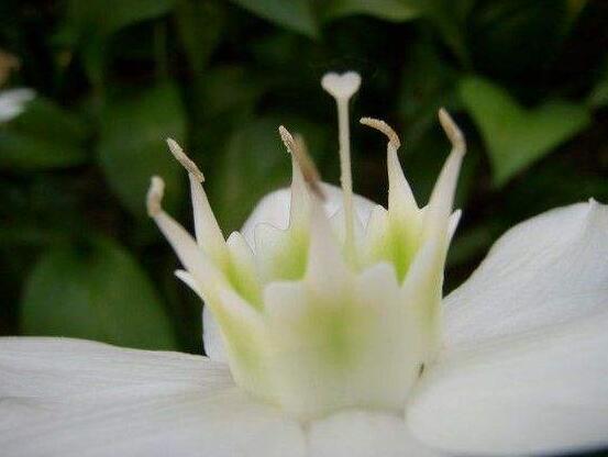 南美水仙的養(yǎng)殖方法，七大步驟幫你養(yǎng)的青翠欲滴