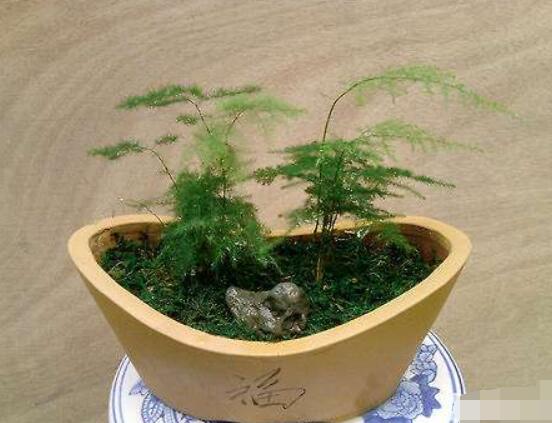文竹掉葉子怎么辦，四種原因以及解決辦法