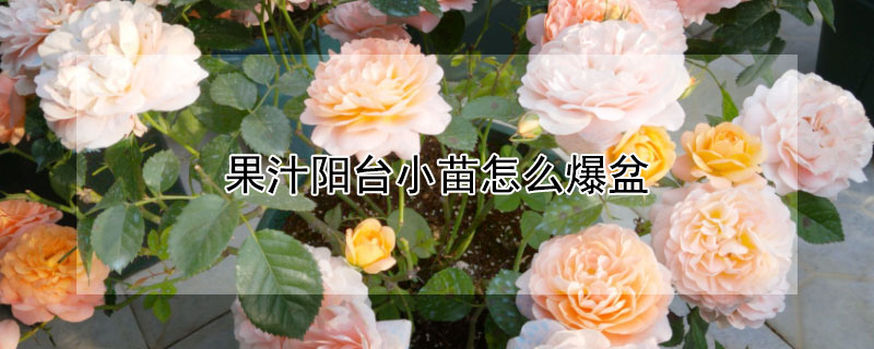 果汁陽(yáng)臺(tái)小苗怎么爆盆