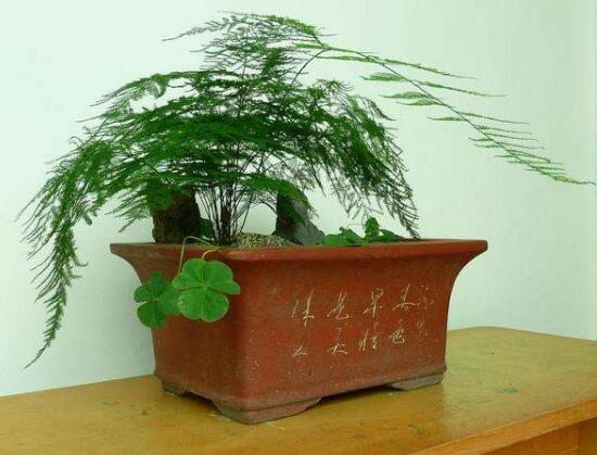 文竹有毒嗎，文竹能放在臥室嗎/無毒可以養(yǎng)