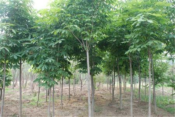 七葉樹基本資料