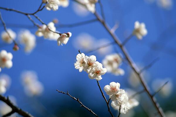 櫻花開花后怎么養(yǎng)護(hù)，及時修剪并補(bǔ)充養(yǎng)分
