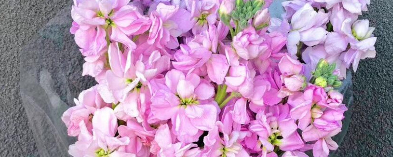 紫羅蘭花束養(yǎng)護方法