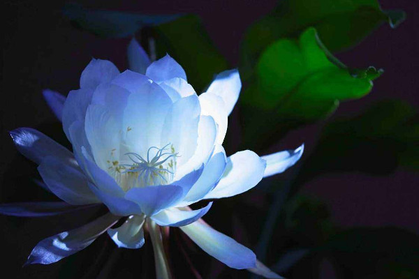 曇花為什么只能一現(xiàn)，生長(zhǎng)習(xí)性所決定