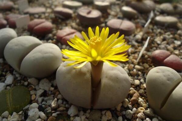 生石花什么時(shí)候開(kāi)花，夏秋兩季開(kāi)花（花期比較短暫）