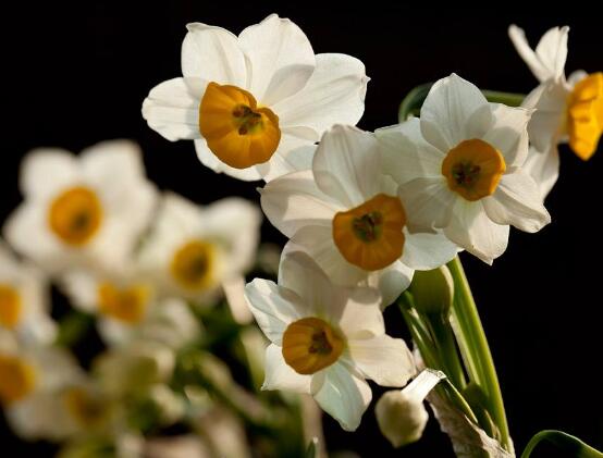 水仙花什么季節(jié)開花，水仙花花期在冬季開放