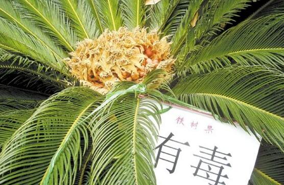 鐵樹果有毒嗎，小心誤食致人死亡