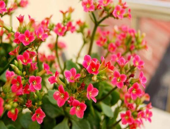 長(zhǎng)壽花種子怎么種,長(zhǎng)壽花種子種植七大基本步驟
