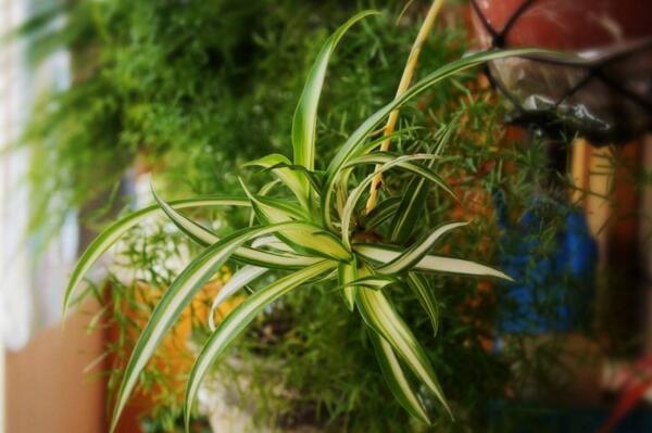 吊蘭開花嗎，它的花期在每年的5月