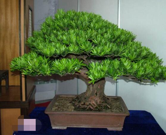 羅漢松盆景怎么摘心，修剪頂部的生長點(diǎn)(樹梢枝為10厘米最佳)