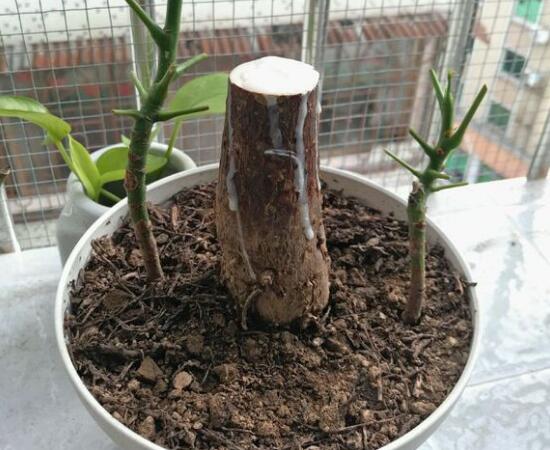 小發(fā)財樹為什么要砍頭，發(fā)財樹鋸掉后如何發(fā)芽
