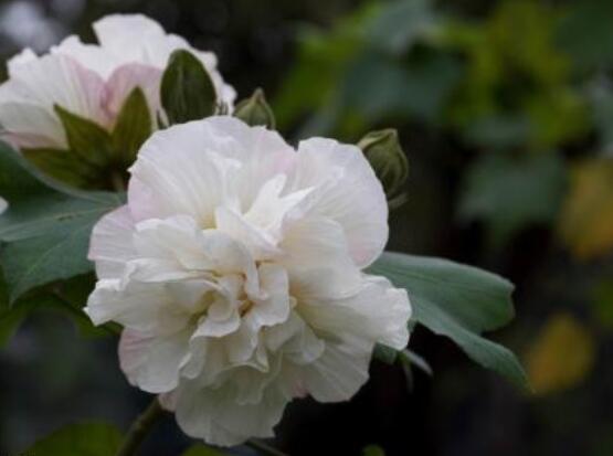 薔薇花種子種植方法，老農(nóng)總結(jié)最簡單實(shí)用五種要點(diǎn)