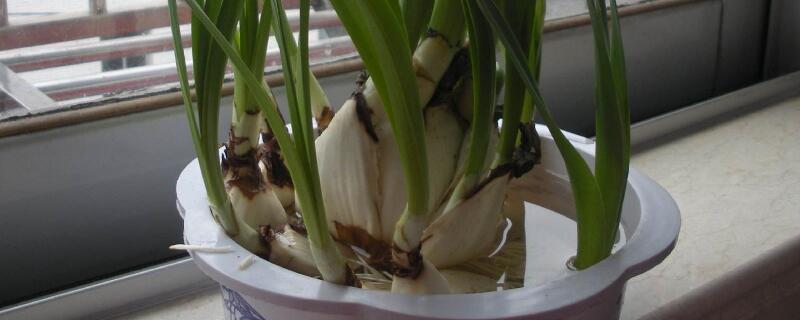 水培水仙花怎么養(yǎng)殖