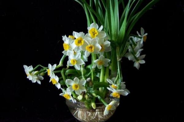 水仙什么時(shí)候開花，冬天開花，養(yǎng)護(hù)得當(dāng)可延長(zhǎng)花期
