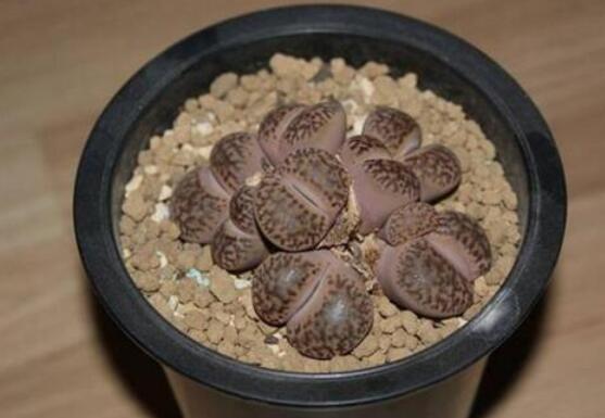 生石花怎么繁殖，最常用兩種繁殖方法(播種與分株)