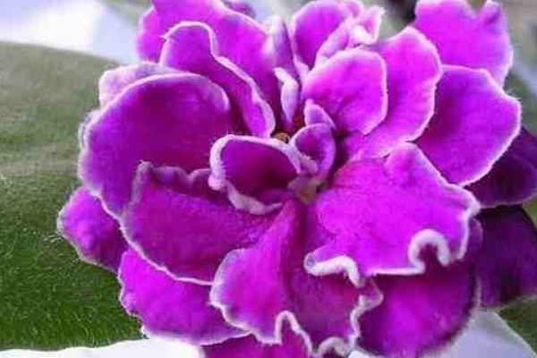 紫羅蘭花束養(yǎng)護方法