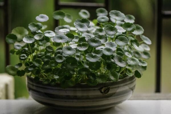 銅錢草的根怎么水培，既簡單又實(shí)用