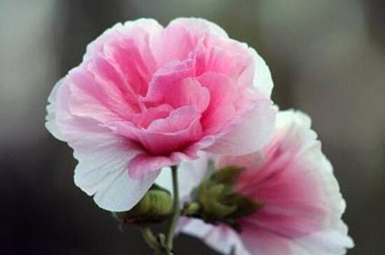 芙蓉花什么時(shí)候開，芙蓉花一年開幾次花
