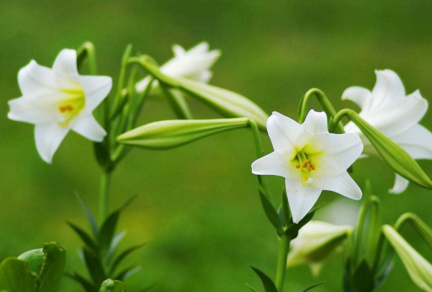 百合花怎么養(yǎng)水里，水培的4個注意事項