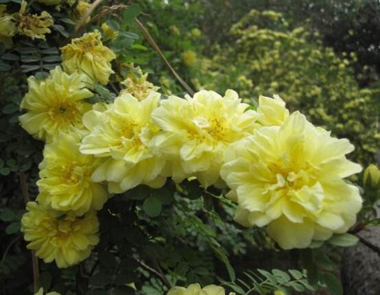 薔薇花圖片大全，細數(shù)薔薇花八種圖片大全