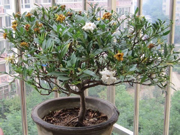 梔子花怎么澆水，季節(jié)不同澆水量也不同