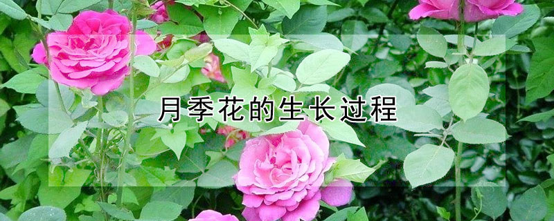 月季花的生長(zhǎng)過程