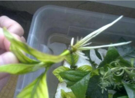 梔子花怎么繁殖，梔子花五大繁殖方法