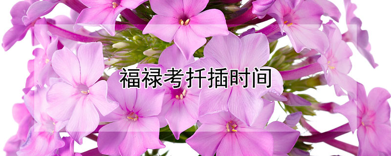 福祿考扦插時(shí)間