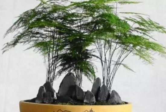 文竹怎么施肥，文竹施什么肥料好/氮肥為主