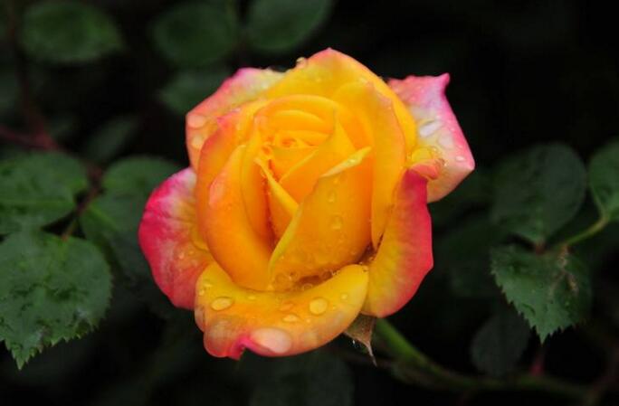 月季什么時(shí)候開花，開花時(shí)要注意四個(gè)要點(diǎn)