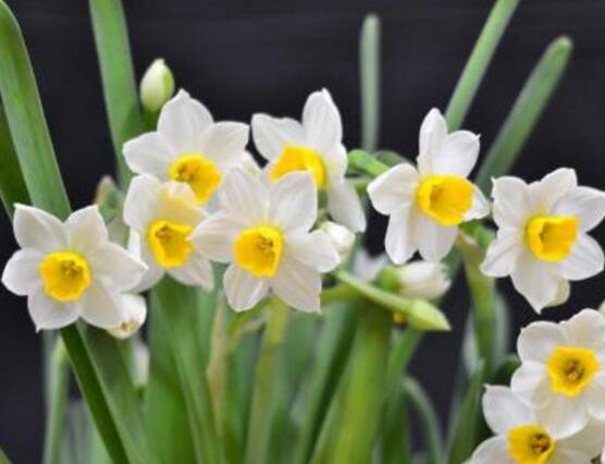 水仙花什么季節(jié)開花，水仙花花期在冬季開放
