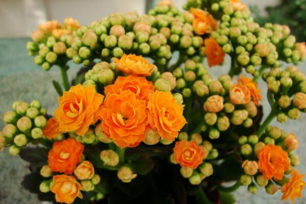 長(zhǎng)壽花夏天開(kāi)花嗎，夏天不開(kāi)花進(jìn)入休眠期