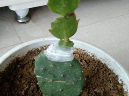 蟹爪蘭嫁接在什么上好，蟹爪蘭的嫁接方法