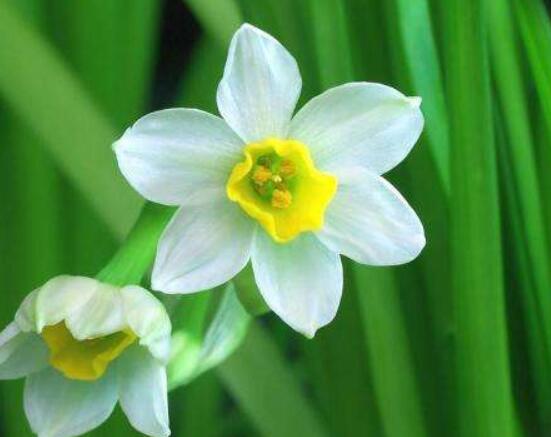 水仙花水培養(yǎng)殖方法，教你三種簡單可行的方法