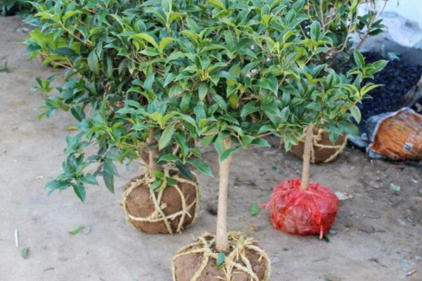 桂花樹幼苗多少錢，桂花樹價格表圖