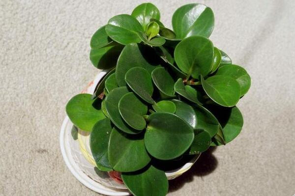 綠植紅碧玉怎么養(yǎng)，碧玉綠植適合室內(nèi)養(yǎng)嗎